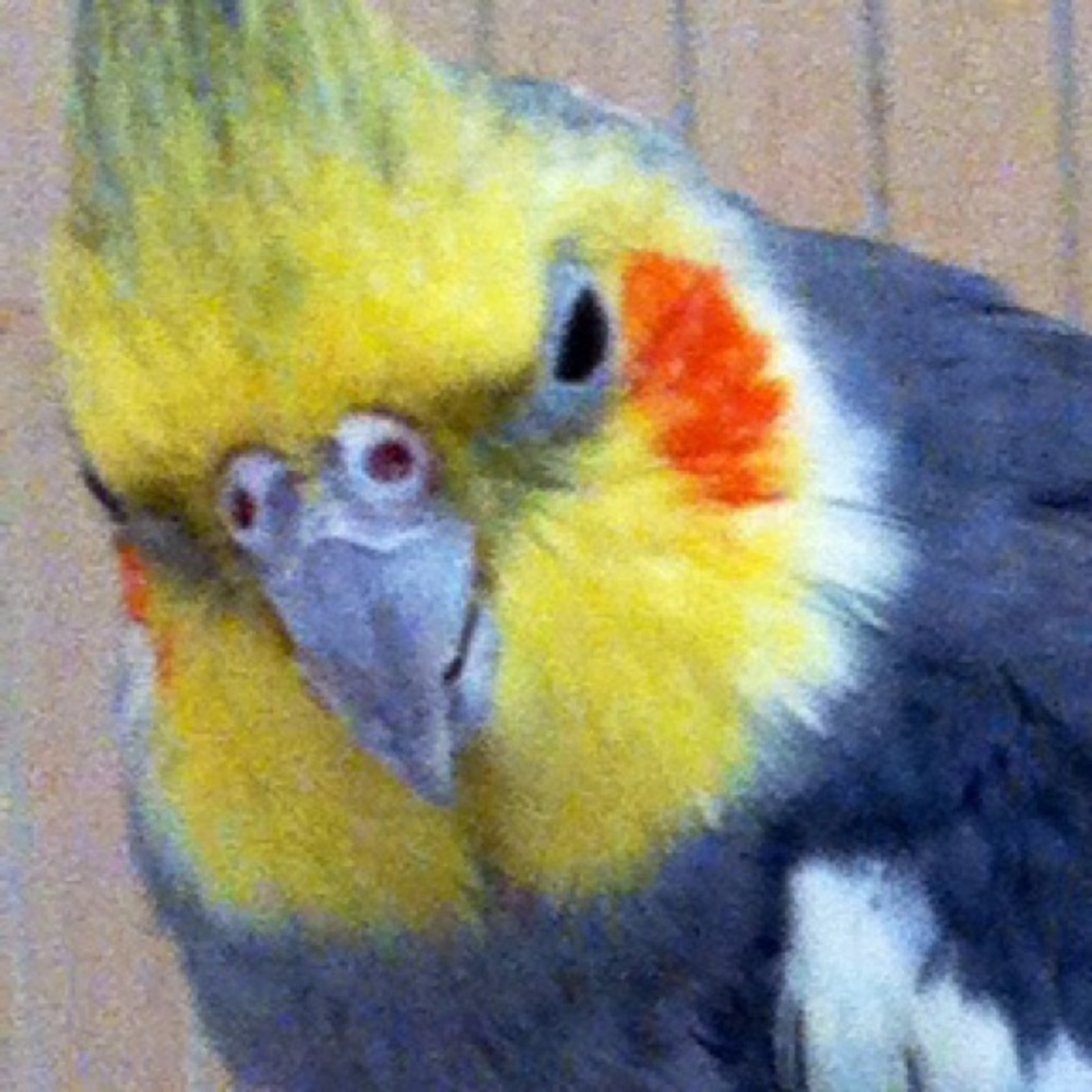 Meet your Posher, Diane